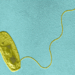 legionella pneumophila bacterium2