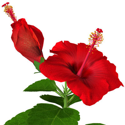 Hibiscus for hair growth