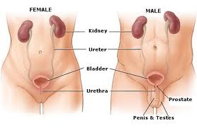 male & female urinary system